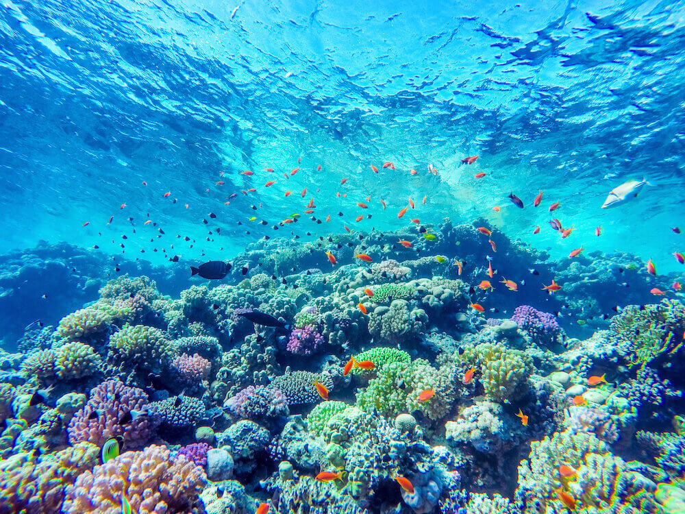写真：海中に広がる色とりどりの珊瑚礁と魚たち