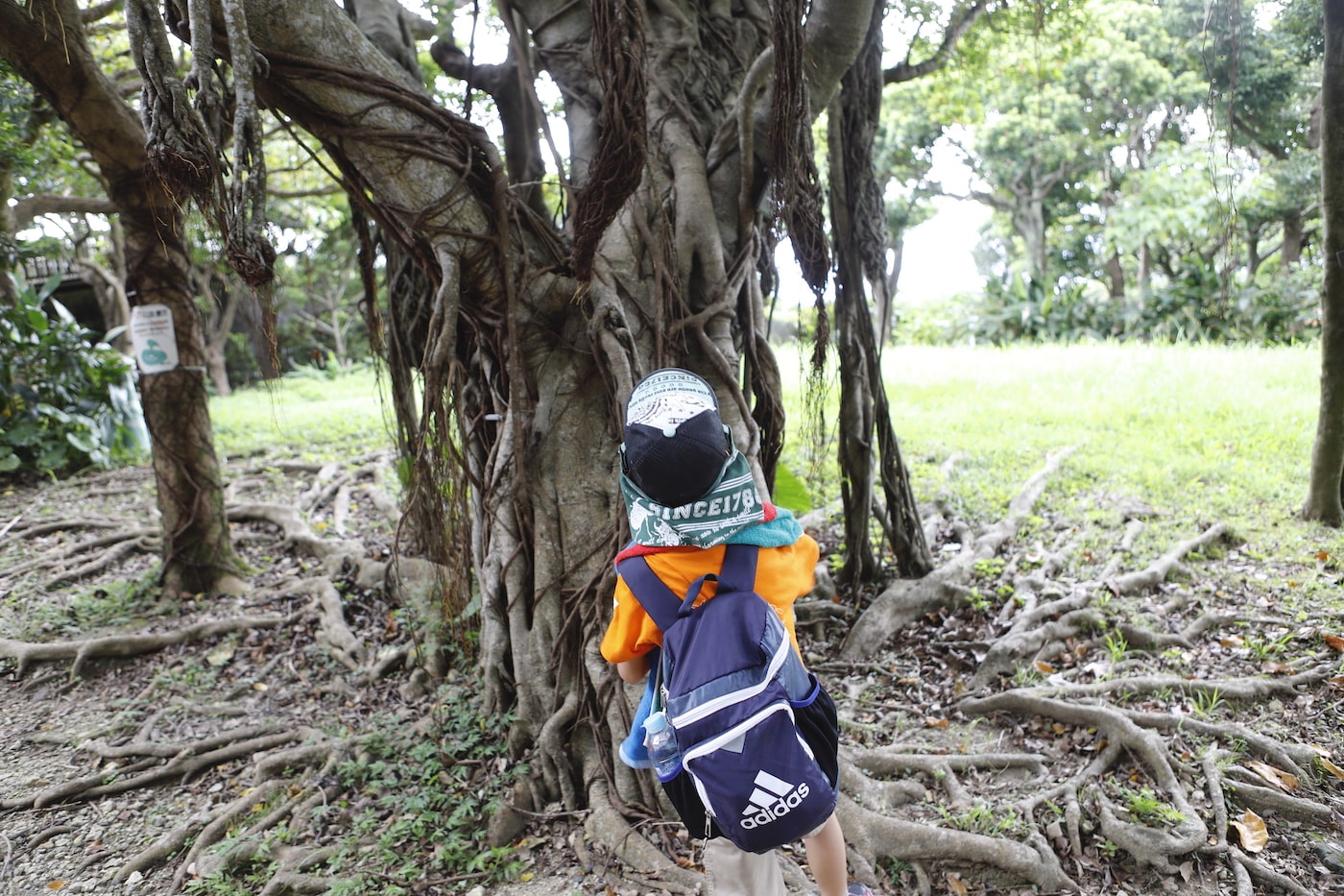写真：大きなガジュマルの樹の前で、枝が生える様子を見る子ども