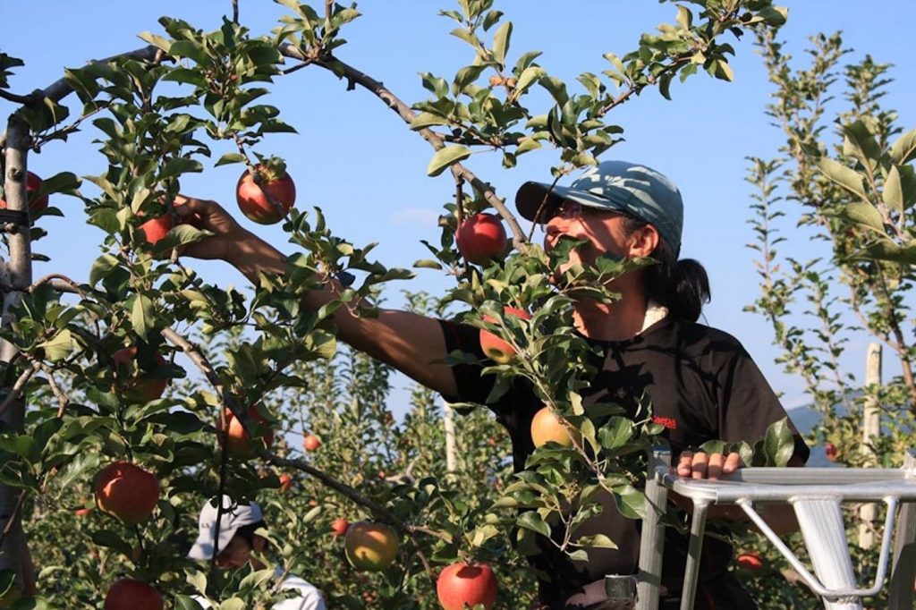 写真：リンゴ園で赤く実ったリンゴを収穫する悠和会のスタッフ