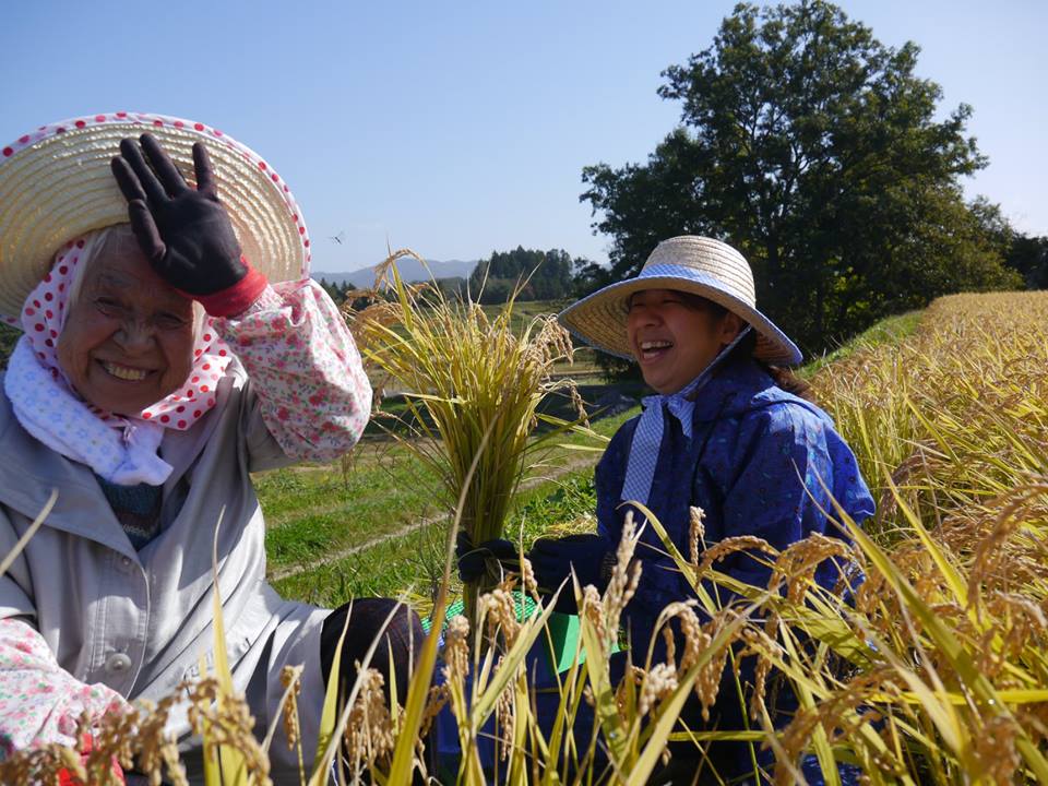 写真：笑顔で稲刈りをする高齢者と悠和会のスタッフ