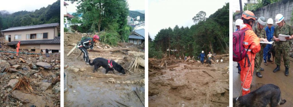 写真：救助犬及びハンドラーが活躍する様子