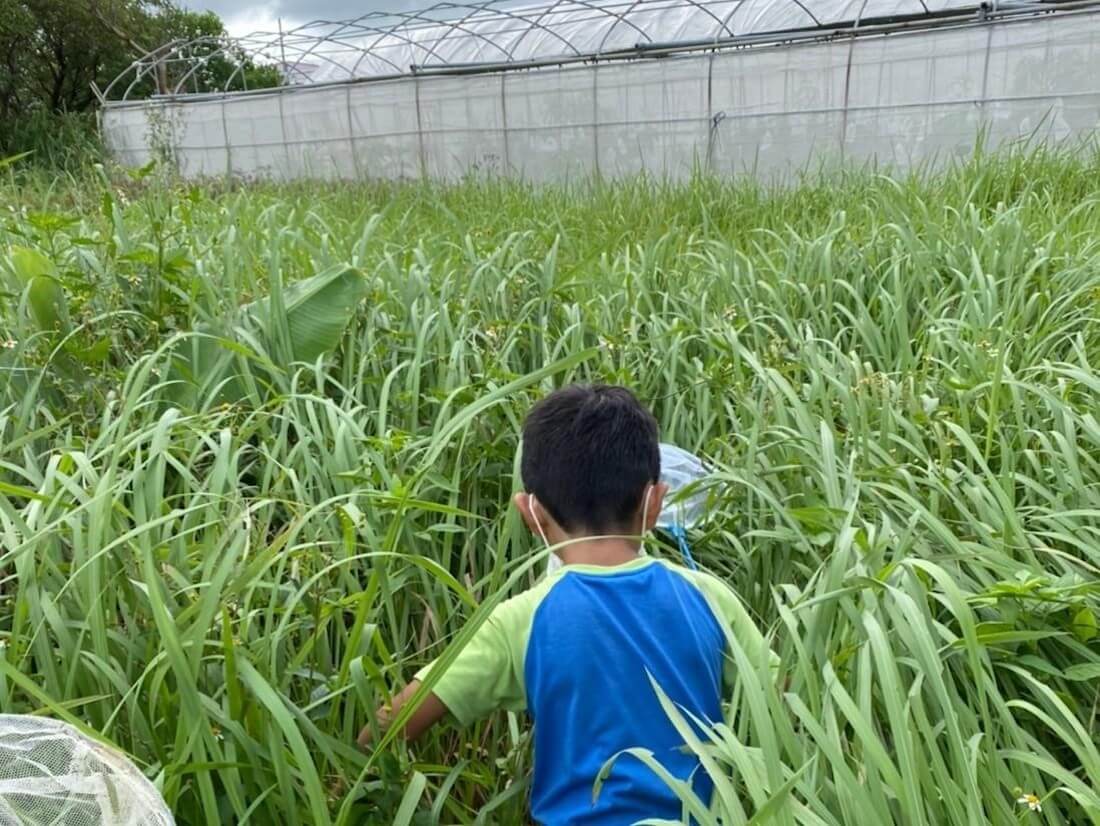 写真：草むらで虫取りをして遊ぶ子どもたち