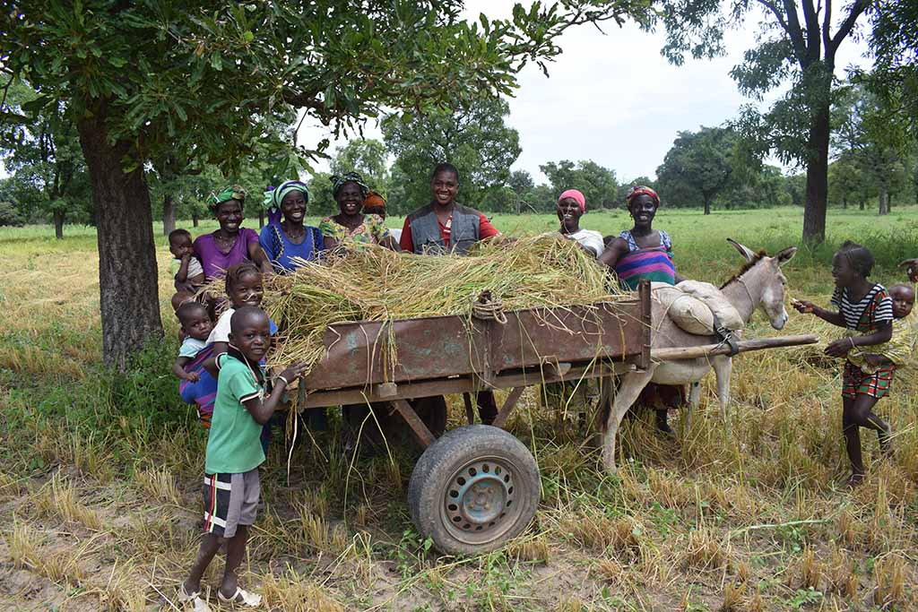 research on improving agriculture yields in africa