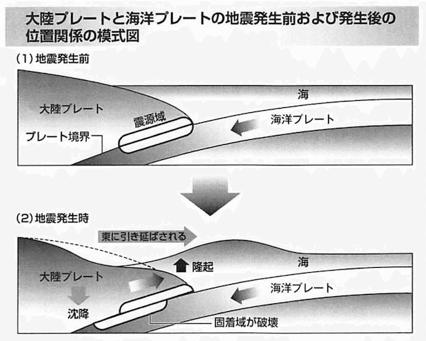 大陸プレートと海洋プレートの地震発生前および発生後の位置関係の模式図：（1）地震発生前の安定した状態（2）地震発生時の状態。海洋プレートの固着域が破壊されたことで、大陸プレートが沈降、東に大きく引き伸ばされたことで地盤が隆起し不安定な状態に。