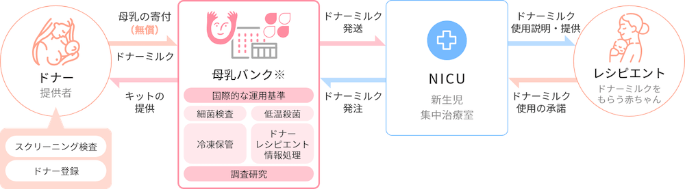 イラスト：
［各役割］
ドナー提供者：スクリーニング検査、ドナー登録
母乳バンク（※）：国際的な運用基準。細菌検査、低温殺菌、冷凍保管、ドナーレシピエント情報処理。調査研究。
NICU：新生児集中治療室
レシピエント：ドナーミルクをもらう赤ちゃん

［流れ]
母乳バンクはドナー提供者にキットを提供。ドナー提供者は、母乳バンクに母乳を寄付（無償）。
NICUは母乳バンクに母乳バンクにドナーミルクを発注。母乳バンクはNICUにドナーミルクを発送。
NICUはレシピエントにドナーミルクを使用説明・提供。レシピエントはNICUにドナーミルク使用を承諾。