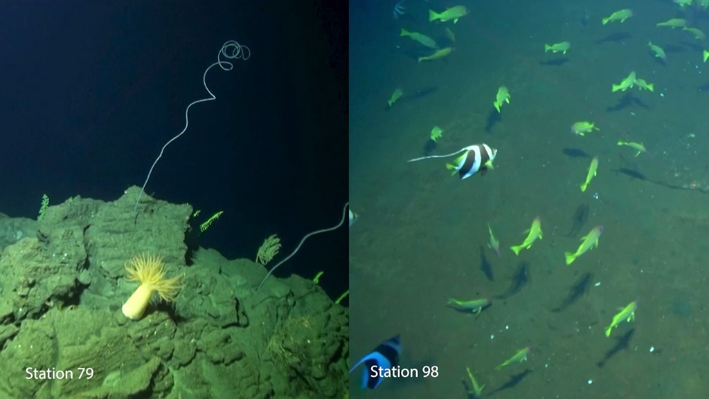 Photographs showing corals and fish observed around underwater peaks a short distance from the volcano