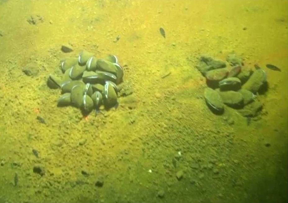 Photographs showing a group of mussels found to be in a healthy condition, although partially covered by volcanic ash