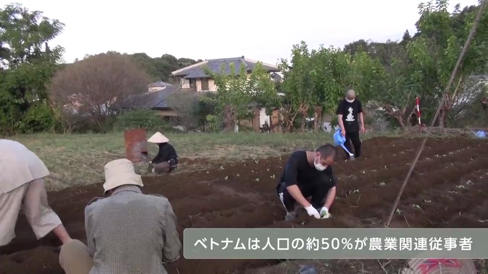 技能実習生が農作業をしている様子