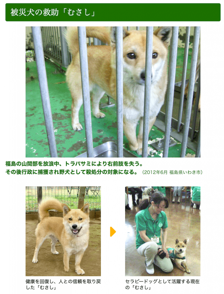 写真：被災犬の救助「むさし」
上段／福島の山間部を放浪中、トラバサミにより右前肢を失う。その後行政に捕獲され野犬として殺処分の対象となる。（2012年6月 福島県いわき市）
下段左／健康を回復し、人との信頼を取り戻した「むさし」
下段右／セラピードッグとして活躍する現在の「むさし」