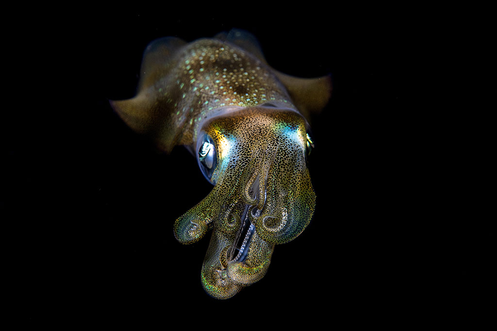 Image of a squid that appears as the main background image on The Nippon Foundation-Nekton Ocean Census website