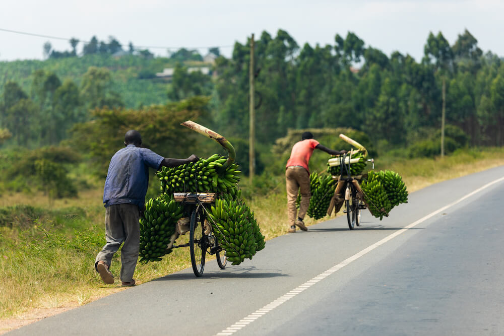 イメージ写真：バナナ農園で、大量のバナナを自転車に載せて運ぶ人々