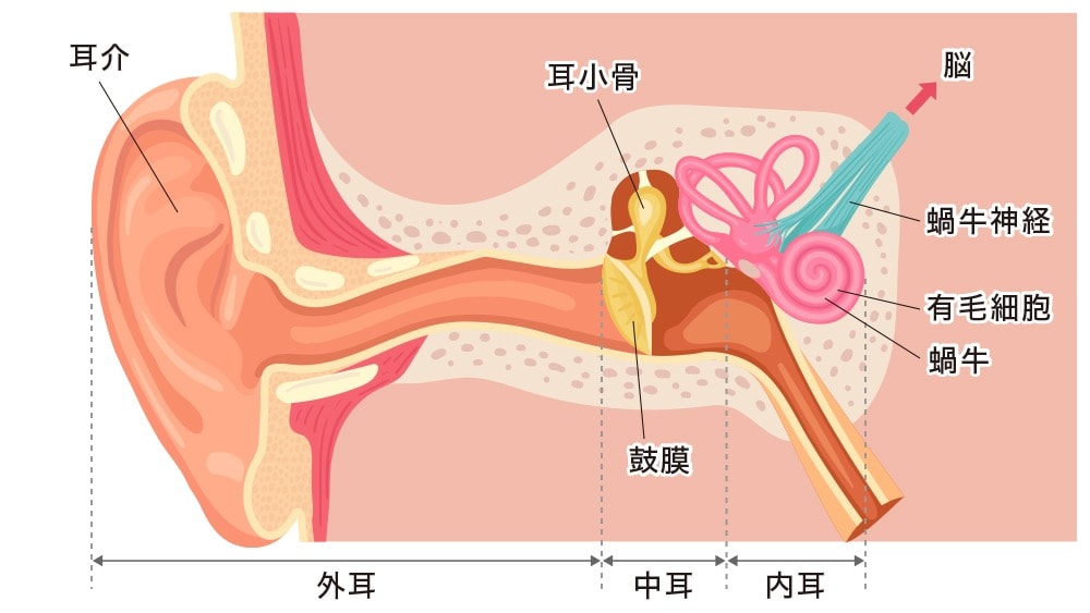イラスト：耳の内部構造

耳の構造は大きく分けて外耳、中耳、内耳の3つに分かれている。
さらに細かく分けると以下のような構造

外耳［耳介］
中耳［鼓膜・耳小骨］
内耳［蝸牛］