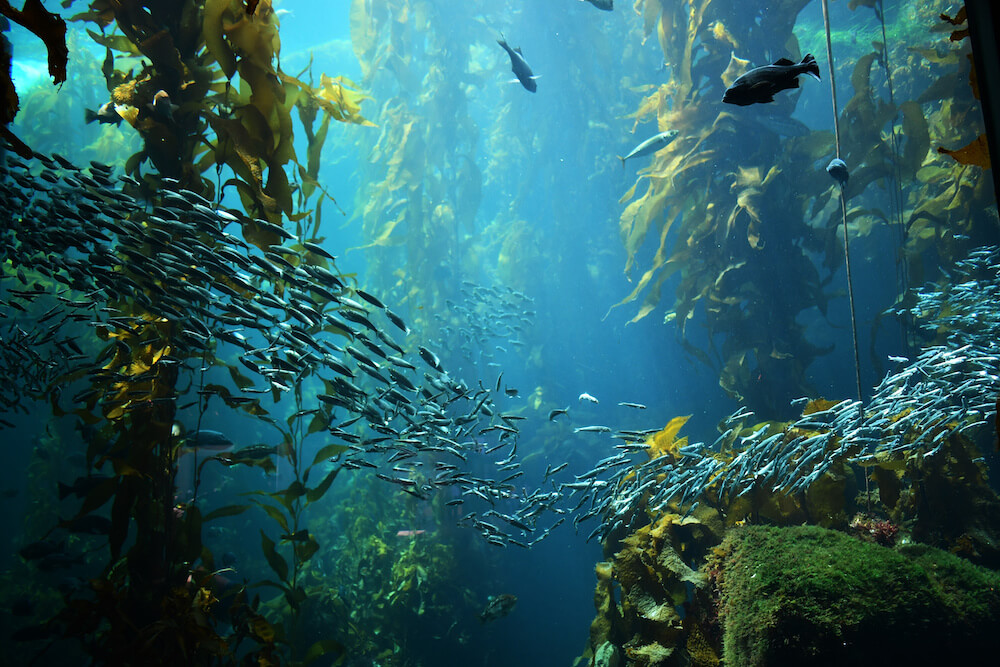 写真:ワカメの茂る海中。泳ぐ魚たち