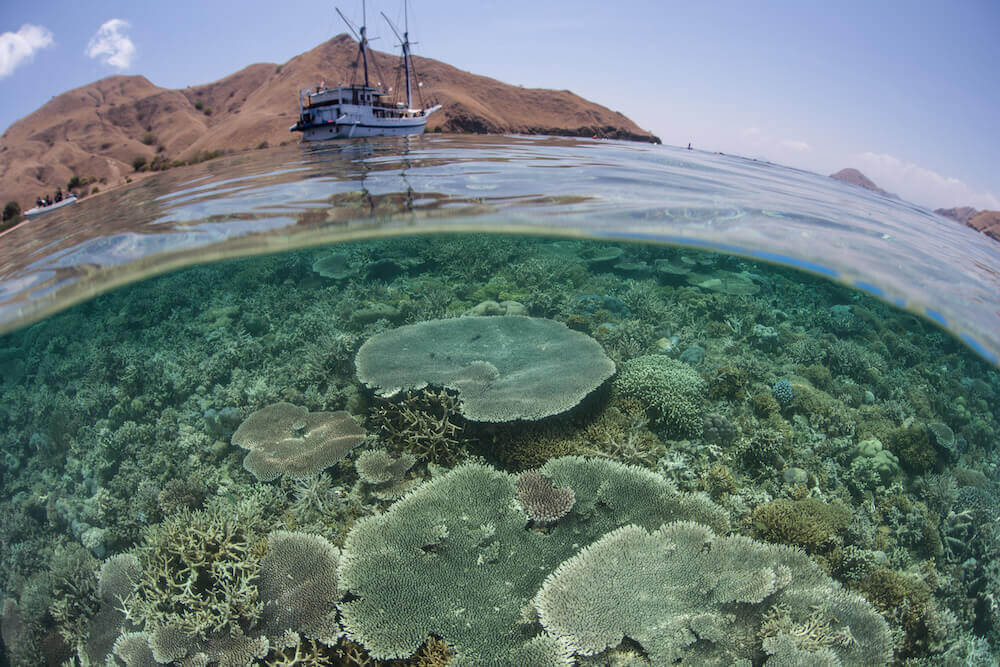 写真（イメージ）：死滅する珊瑚礁