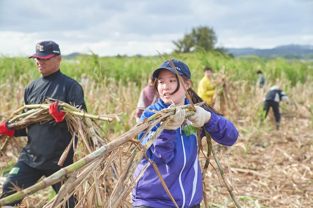 写真：さとうきびを収穫するボランティア活動を行う参加者
