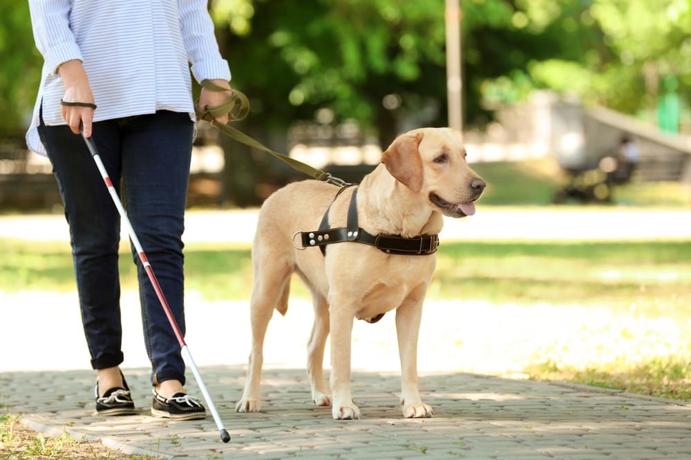 イメージ画像：盲導犬を連れて歩く人