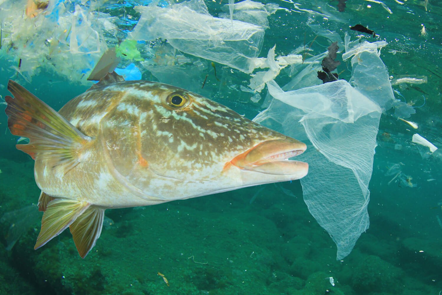 写真:プラスチックごみで溢れる海の中で泳ぐ魚