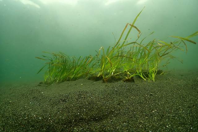写真:海底でゆらぐアマモの苗