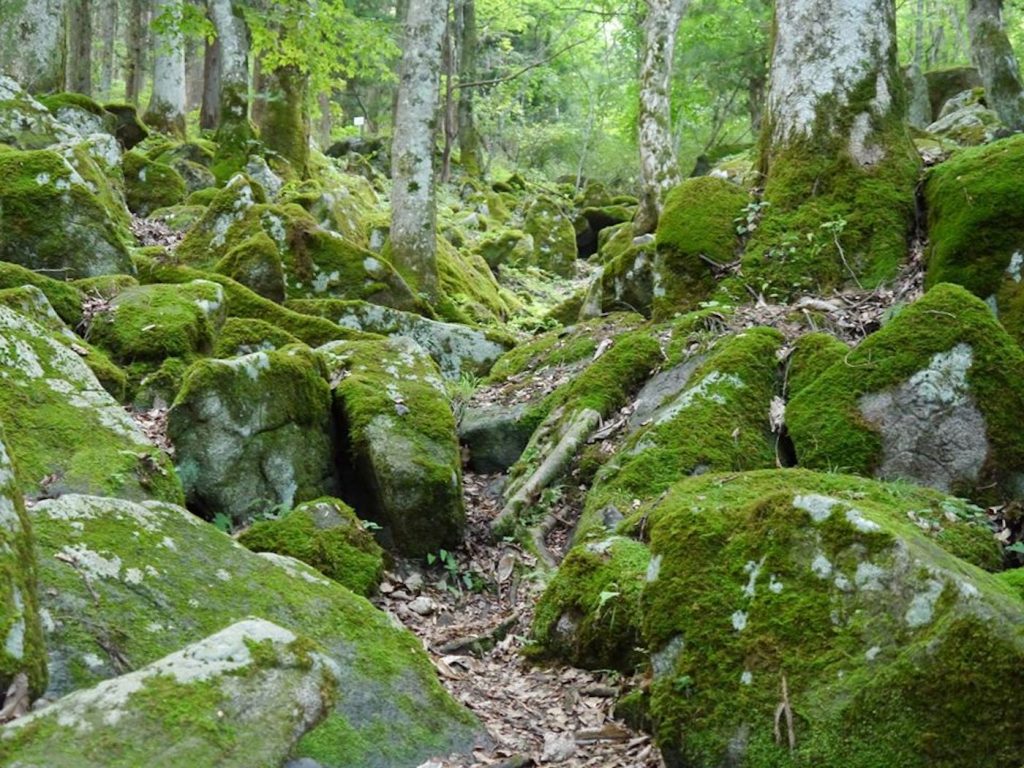 写真:美しいコケの絨毯に覆われた遠野の森