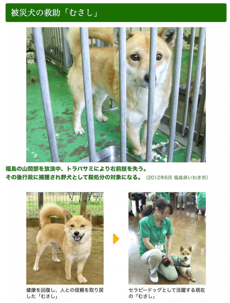 写真:被災犬の救助「むさし」
上段/福島の山間部を放浪中、トラバサミにより右前肢を失う。その後行政に捕獲され野犬として殺処分の対象となる。(2012年6月 福島県いわき市)
下段左/健康を回復し、人との信頼を取り戻した「むさし」
下段右/セラピードッグとして活躍する現在の「むさし」