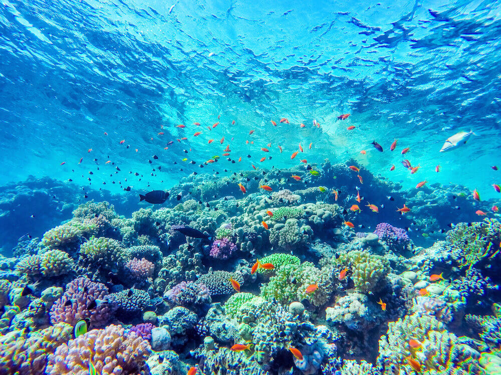 写真:海中に広がる色とりどりの珊瑚礁と魚たち
