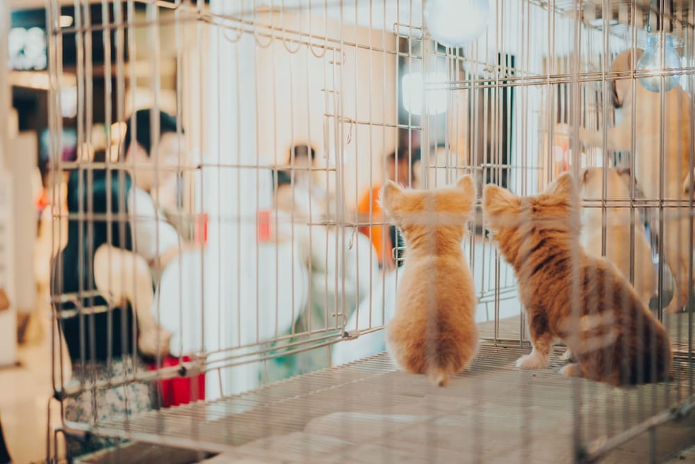 イメージ画像：ケージに入ったペットショップの子猫