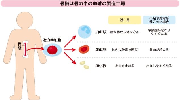 骨髄の中に造血幹細胞がある。造血幹細胞の中には白血球、赤血球、血小板が含まれている。
白血球の役目は、病原体から体を守る。不足・異常が起こった場合、感染症が起こりやすくなる。
赤血球の役目は体内に酸素を運ぶ。不足・異常が起こった場合、貧血が起こる。
血小板の役目は、出血を止める。不足・異常が起こった場合、出血しやすくなる。