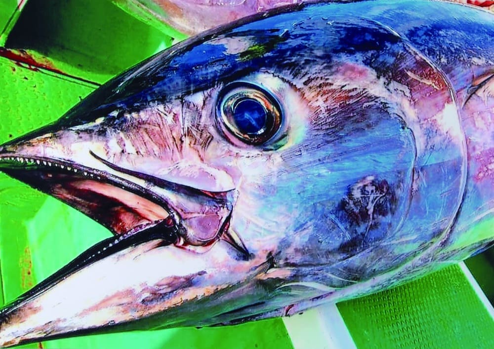 マグロの接写
