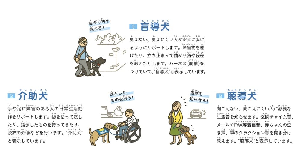 1.盲導犬
見えない、見えにくい人が安全に歩けるようにサポートします。 障害物を避けたり、立ち止まって曲がり角や段差を教えたりします。 ハーネス(胴輪)をつけていて、“盲導犬”と表示しています。
2.介助犬
手や足に障害のある人の日常生活動作をサポートします。 物を拾って渡したり、指示したものを持ってきたり、脱衣の介助などを行います。 "介助犬”と表示しています。
3.聴導犬
聞こえない、聞こえにくい人に必要な生活音を知らせます。 玄関チャイム音、メールやFAX等着信、赤ちゃんの泣き声、車のクラクション等を聞き分け教えます。“聴導犬”と表示しています。