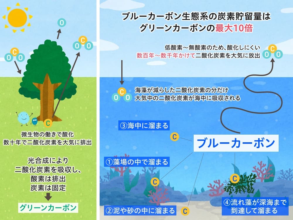 陸上の樹木による「グリーンカーボン」と海藻・海洋生態系による「ブルーカーボン」の二酸化炭素の吸収・固定について説明する図。
グリーンカーボン
陸上の樹木は光合成で炭素を固定し、微生物によって数十年で二酸化炭素を排出する

ブルーカーボン
海洋の海藻や泥の中に炭素が蓄積され、数百年〜数千年にわたって二酸化炭素を固定する（ブルーカーボン）。
海中における炭素の蓄積場所は藻場、泥・砂、海中、深海。