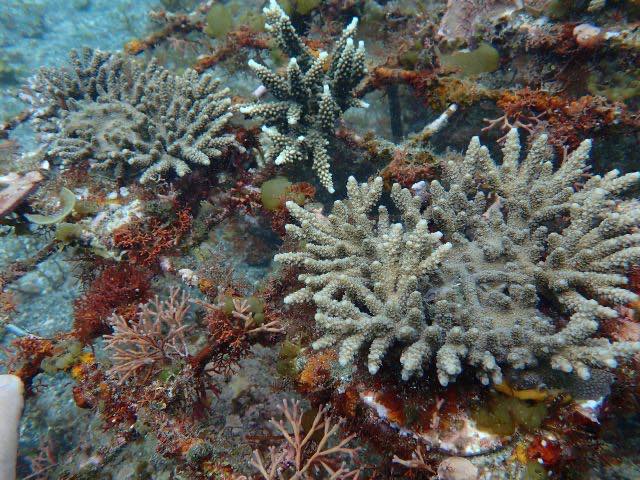 海底に設置された枠に取り付けられたサンゴが成長している様子