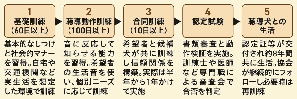 聴導犬育成のプロセスを5段階で説明するフローチャ－ト。1.基礎訓練（60日以上）、2.聴導動作訓練（100日以上）、3.合同訓練（10日間以上）、4.認定試験、5.聴導犬との生活、という流れが示されている。各工程で、しつけの習得からユーザーとの信頼関係構築、専門職による審査を経て、約8年間の共同生活に至るまでの詳細が記されている。