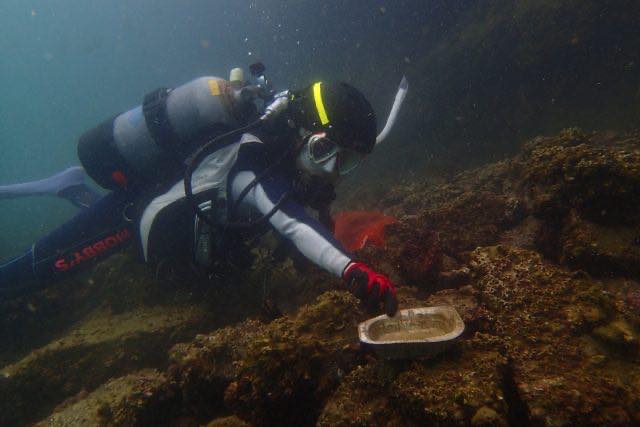 ボランティアダイバーが水中でゴミを拾う様子