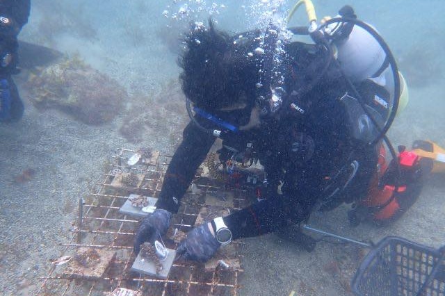 ボランティアダイバーがサンゴ再生に取り組む様子